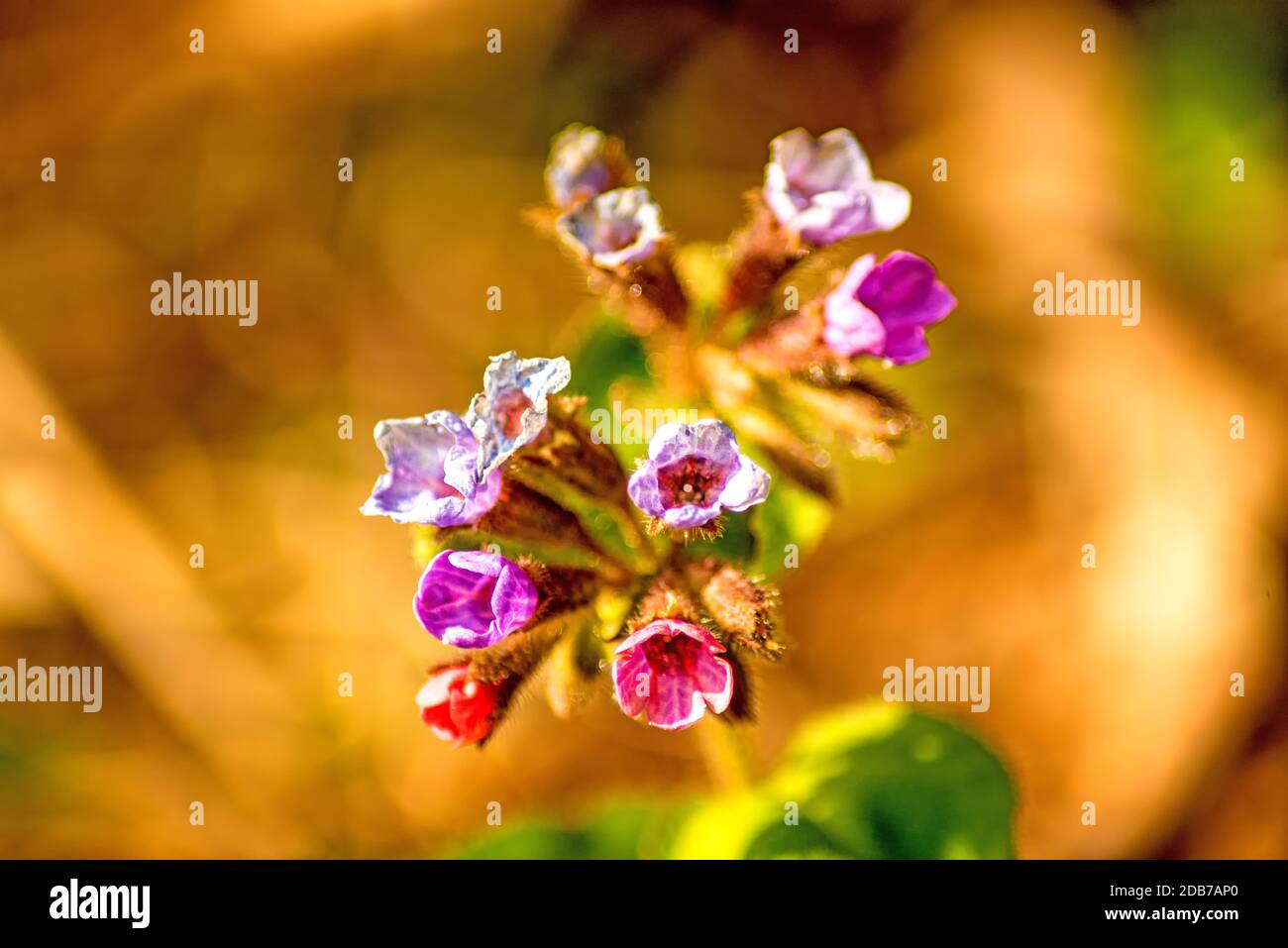 lungwort medicinal plant with flower in spring in Germany Stock Photo