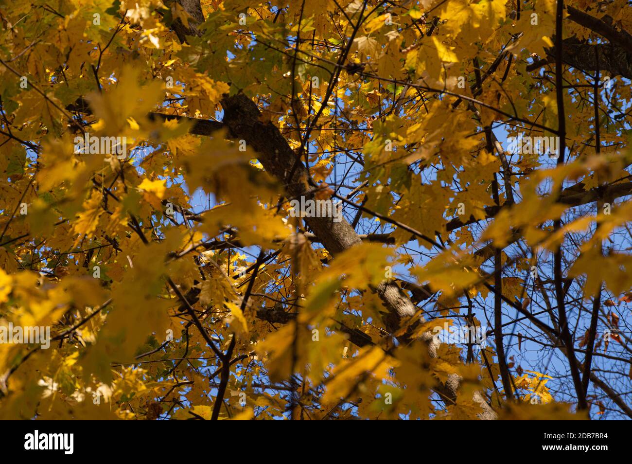 Autumn forest leaves trees vector hi-res stock photography and images ...