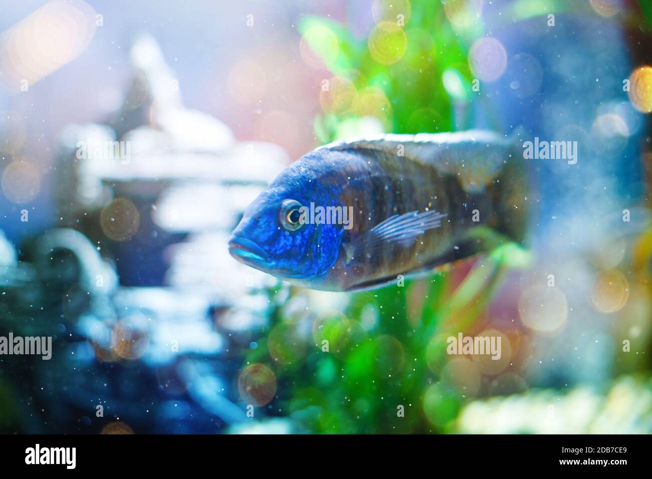 Fish in a transparent tankaquarium, an aquatic habitat under