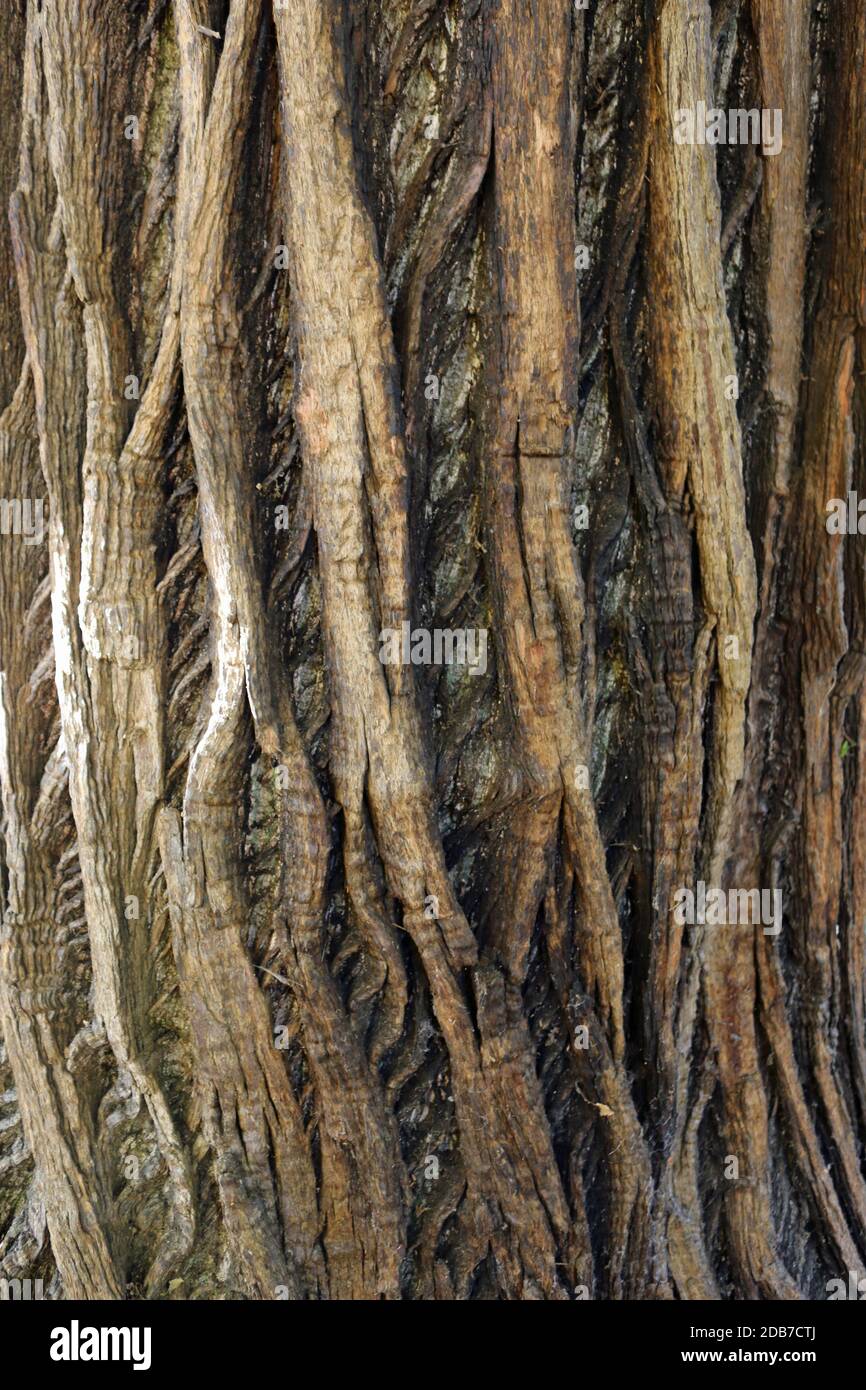 Sweet chestnut, Castanea sativa, tree bark which could be used as a ...