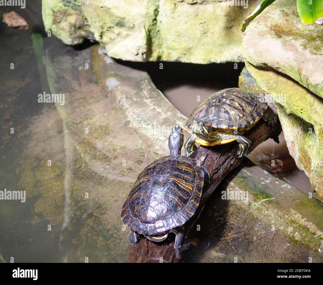 View of two pancake tortoise threateningly facing each other, Malacochersus tornieri Stock Photo