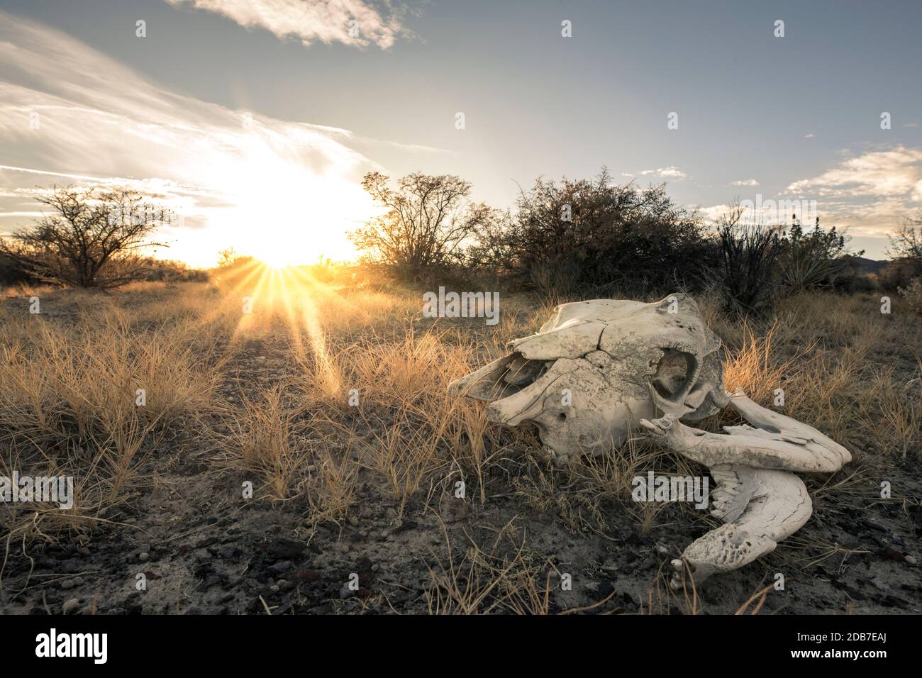 Cow skull in desert, Gerlach, Nevada, USA Stock Photo