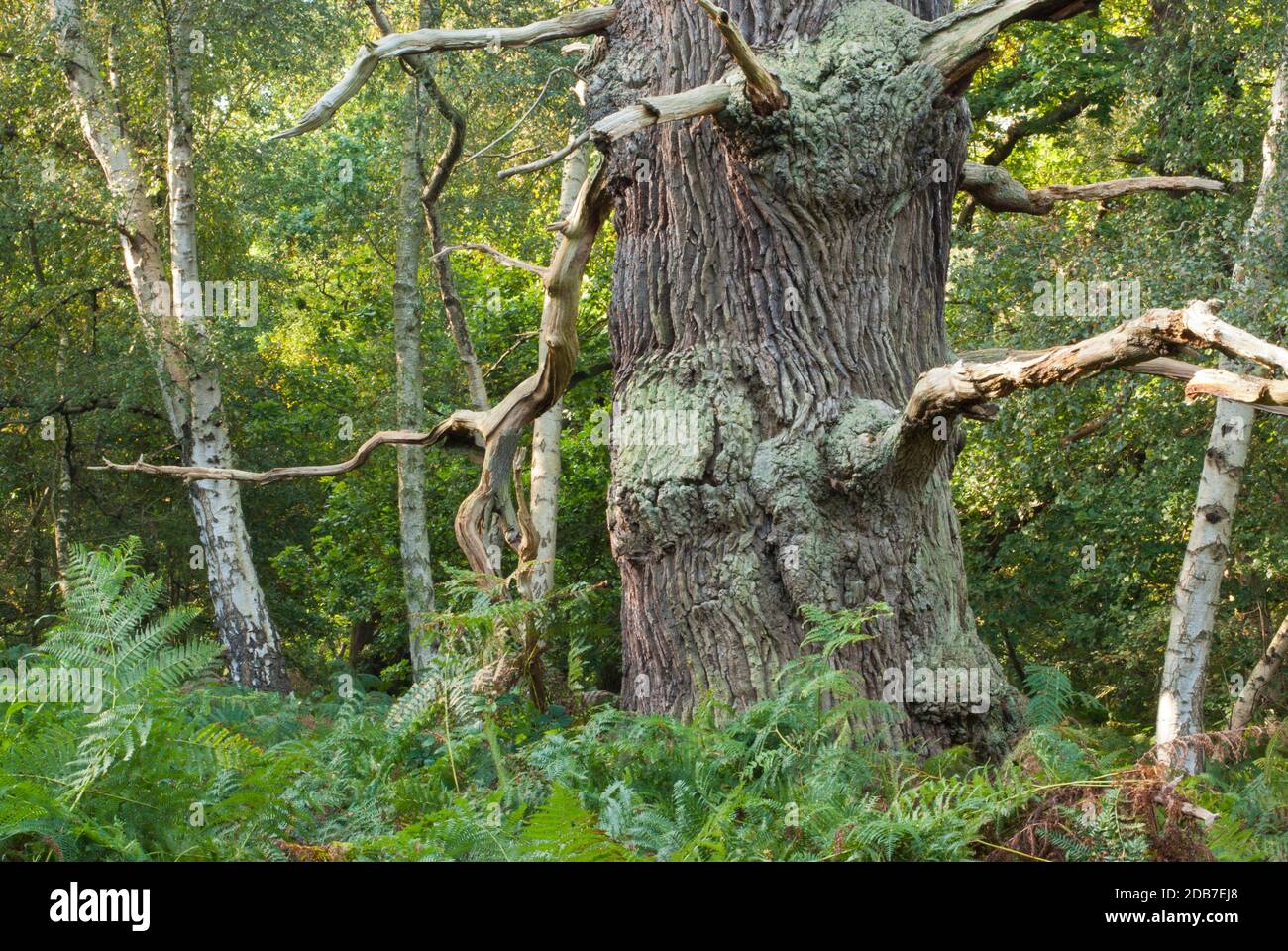 Ancient Old Oak Tree High Resolution Stock Photography and Images Alamy