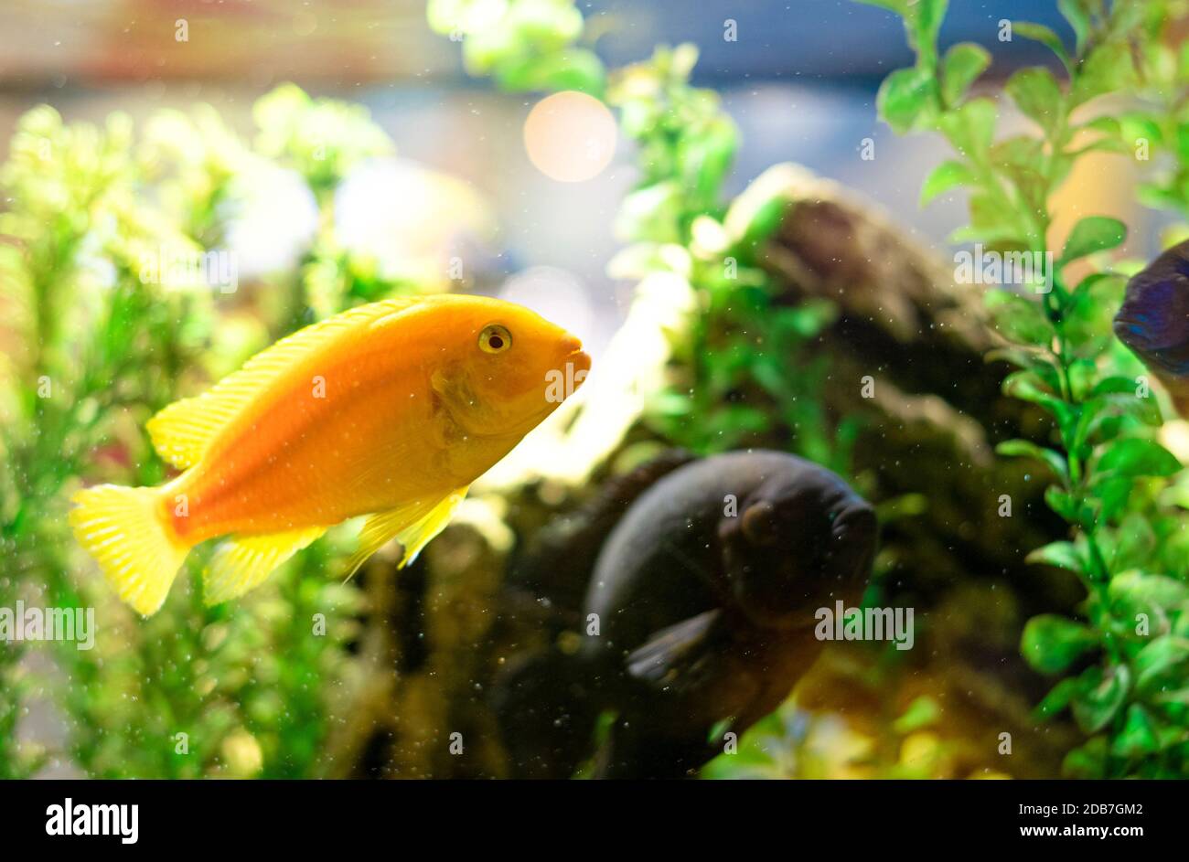 Picture of Goldfish swim in a transparent aquarium-an aquarium, an aquatic habitat ...