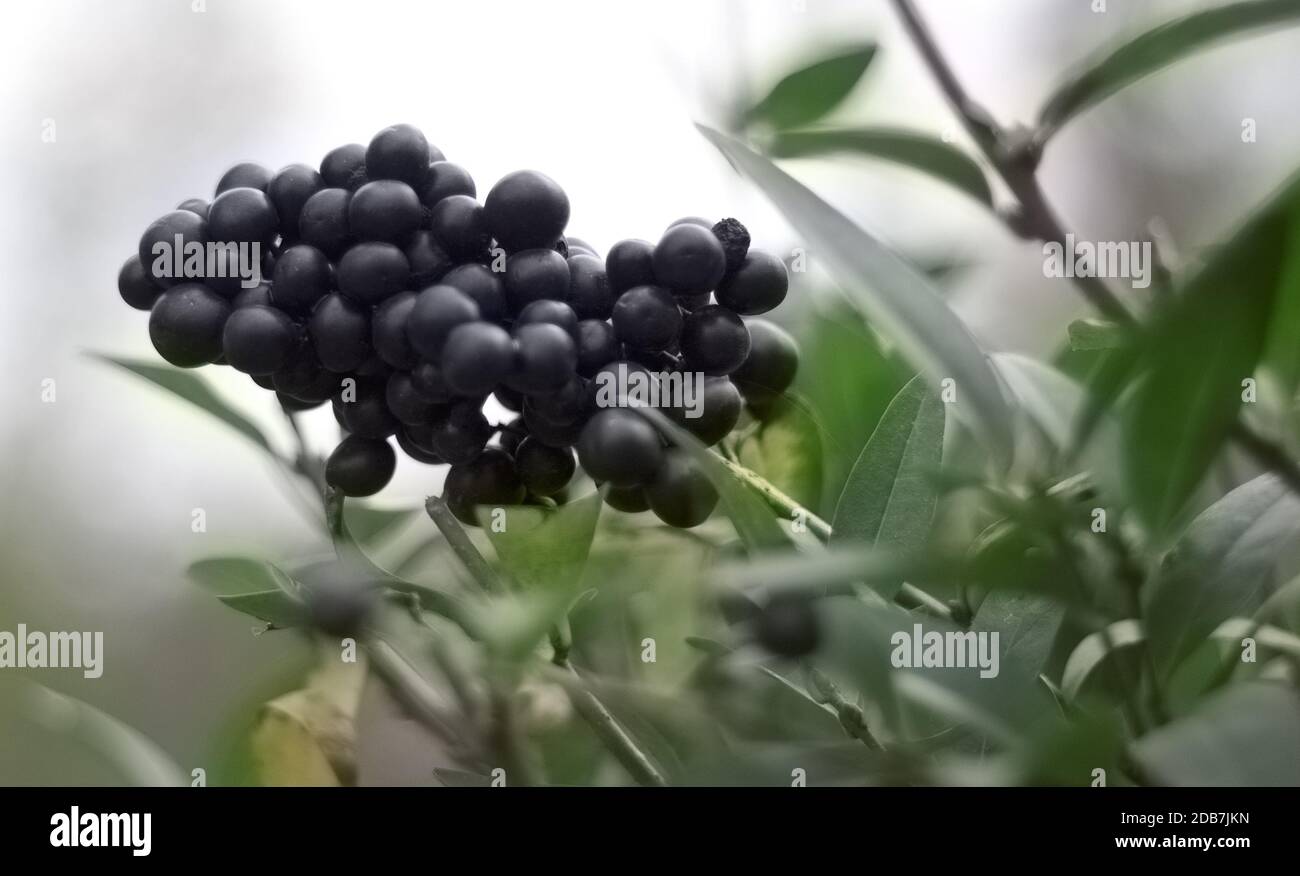 Clusters of black berries hires stock photography and images Alamy