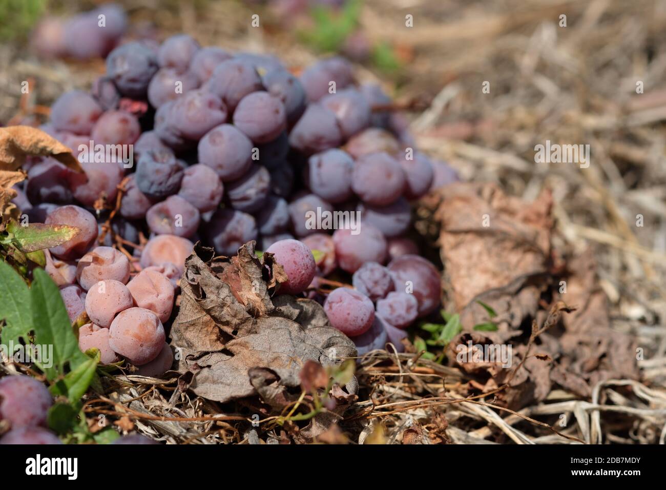 Windfall wine grapes pinot noir on the ground close-up Stock Photo