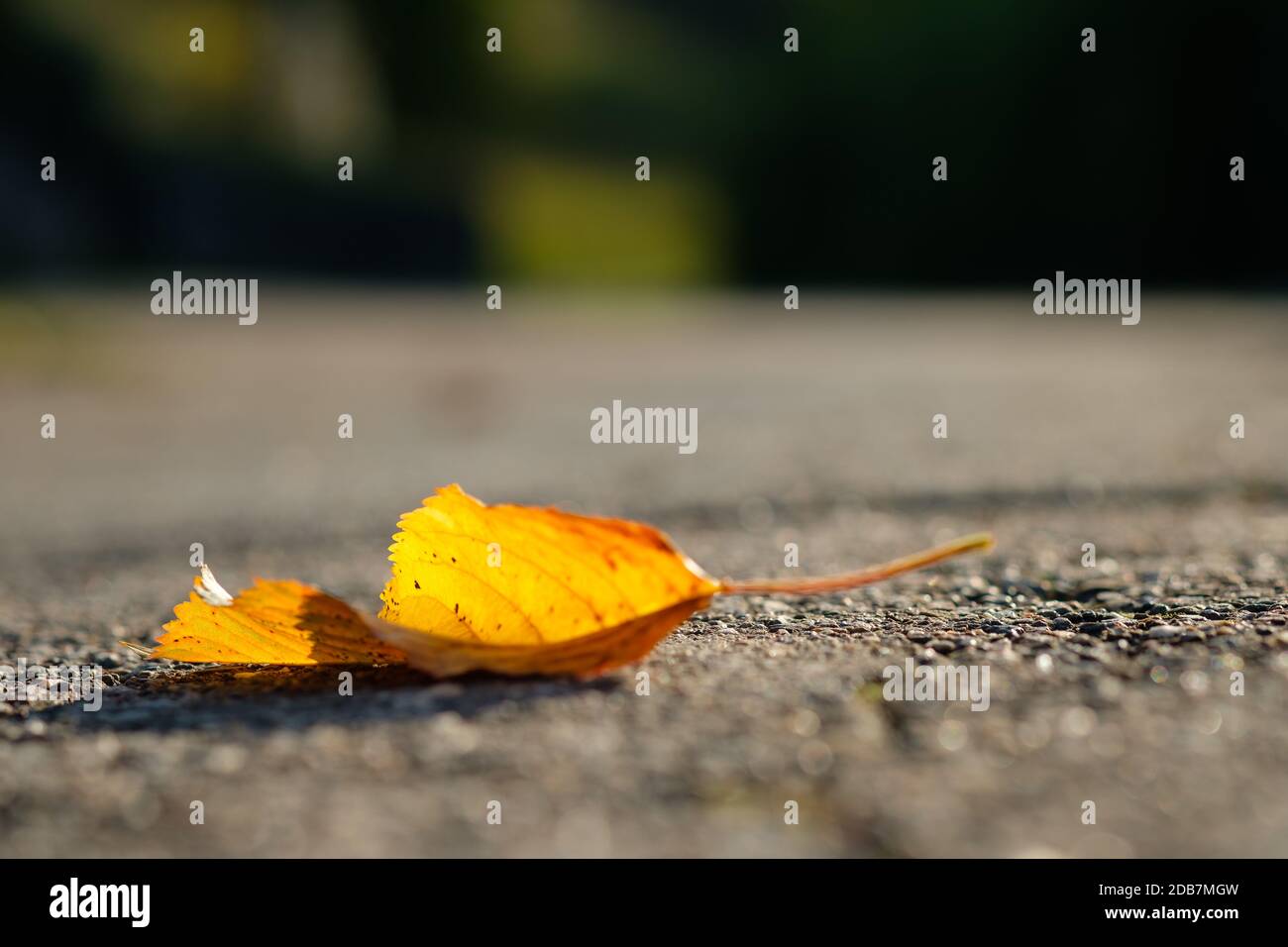 Road blur leaf background hi-res stock photography and images - Page 3 -  Alamy