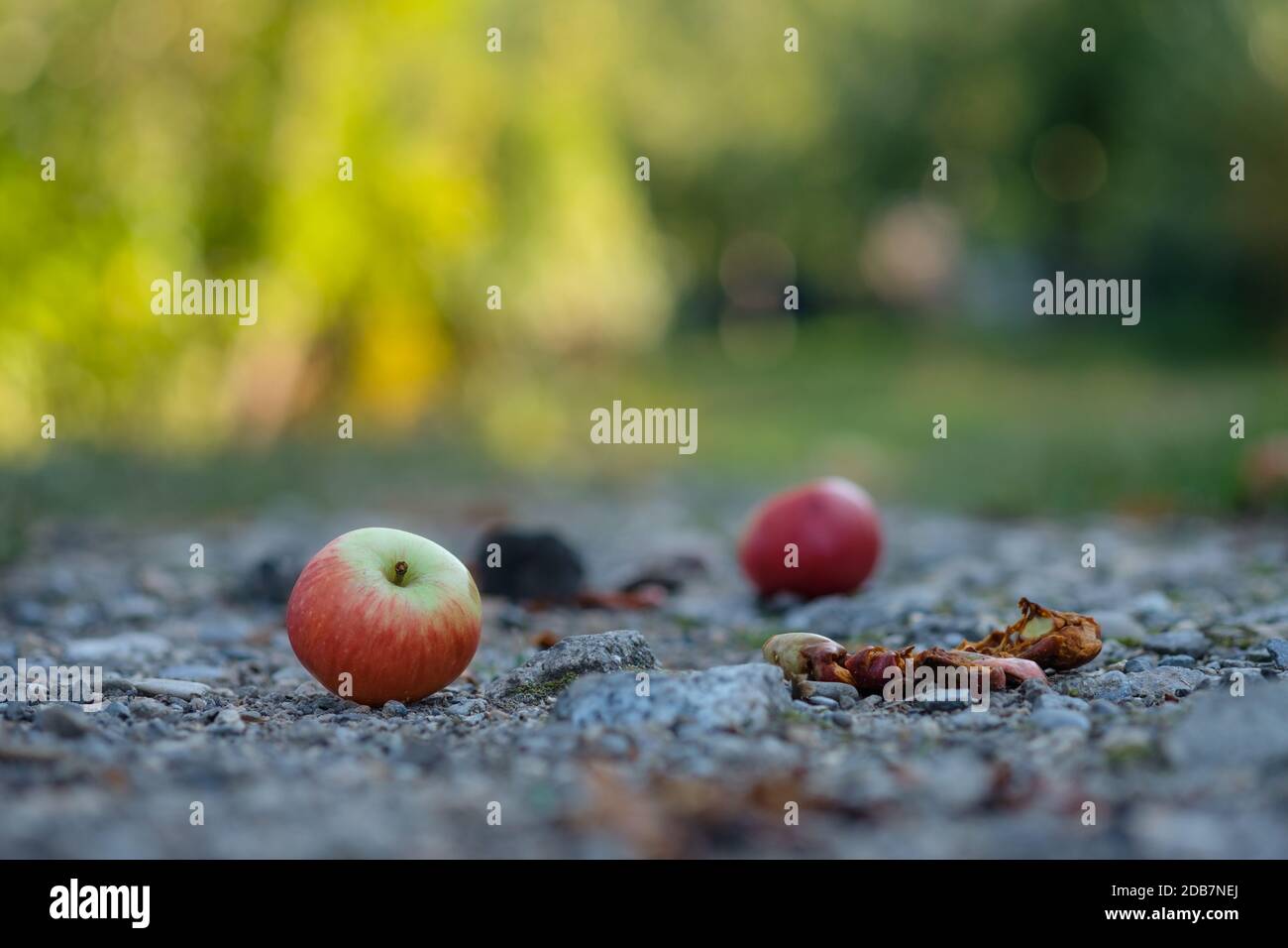 Orchard with aplles on the soil path as close-up Stock Photo