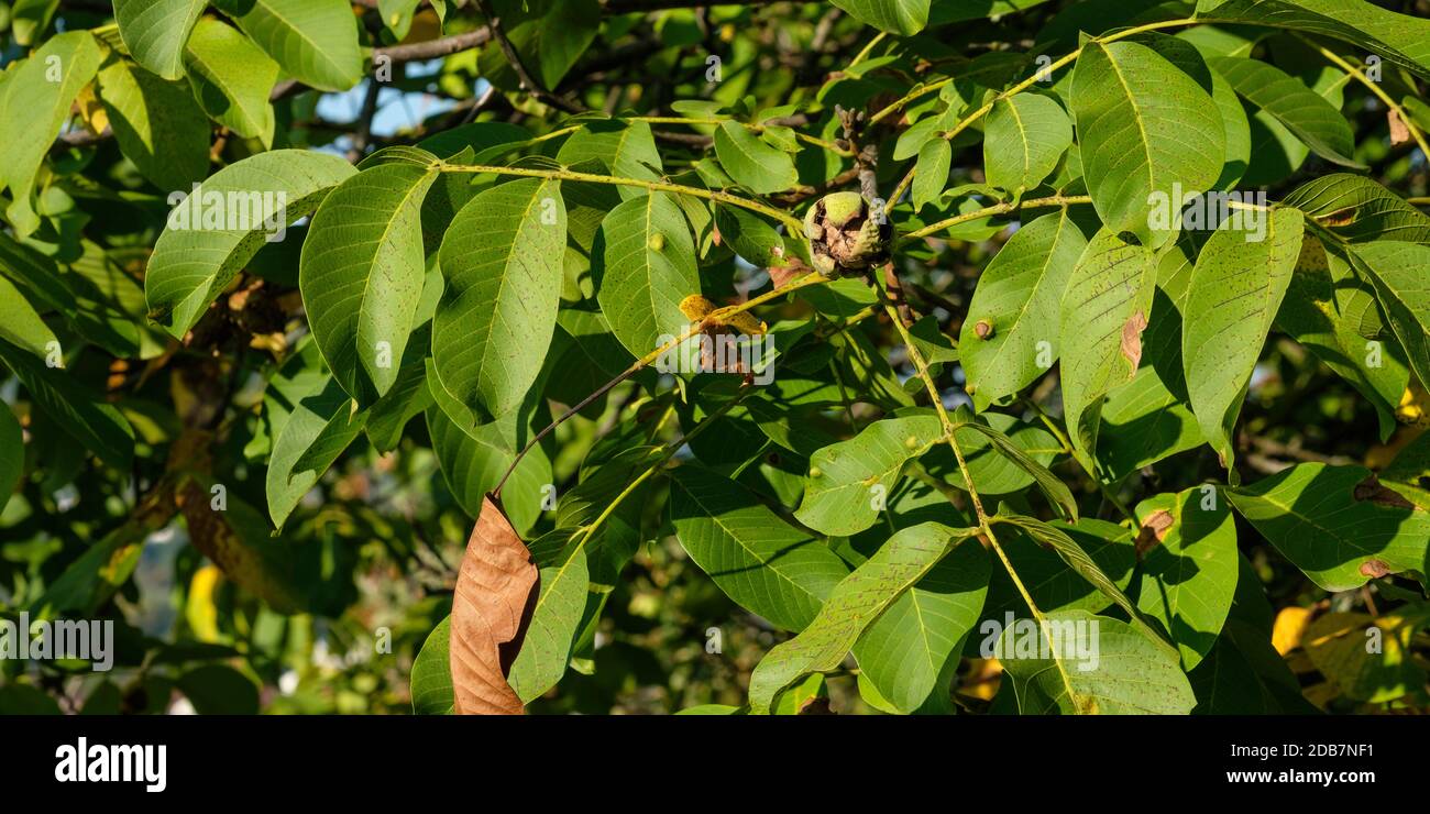 Ripe walnut at a tree branch in summer Stock Photo