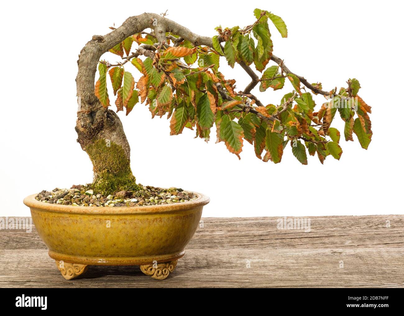 Hornbeam (Carpinus orientalis) bonsai tree in a ceramic pot in autumn Stock Photo