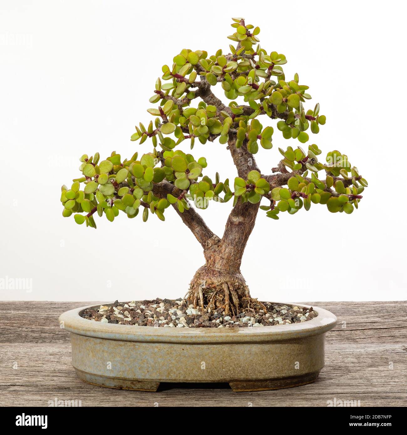 Succulent bonsai hi-res stock photography and images - Alamy