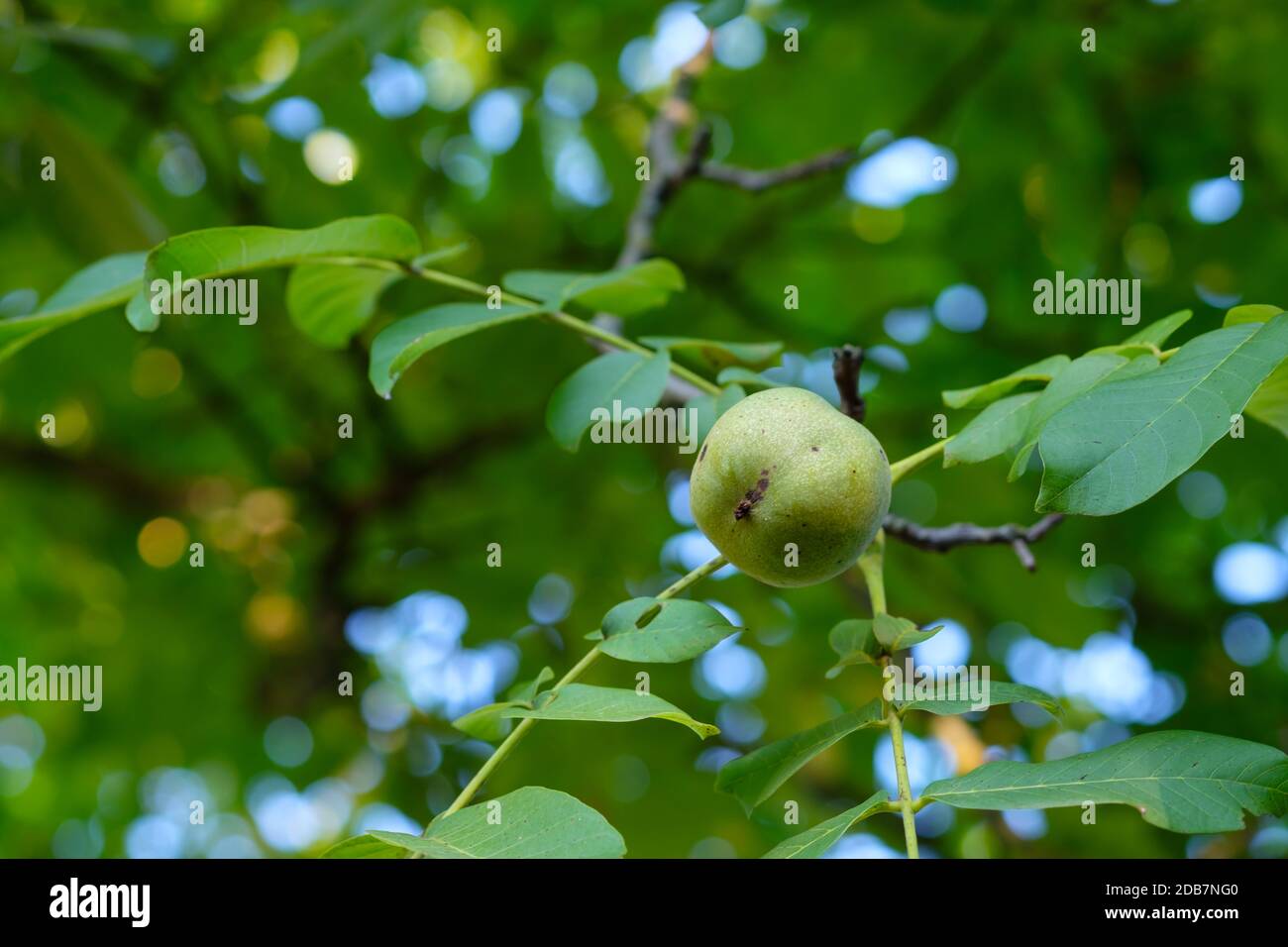 Green walnut at a tree branch with blurred bokeh Stock Photo