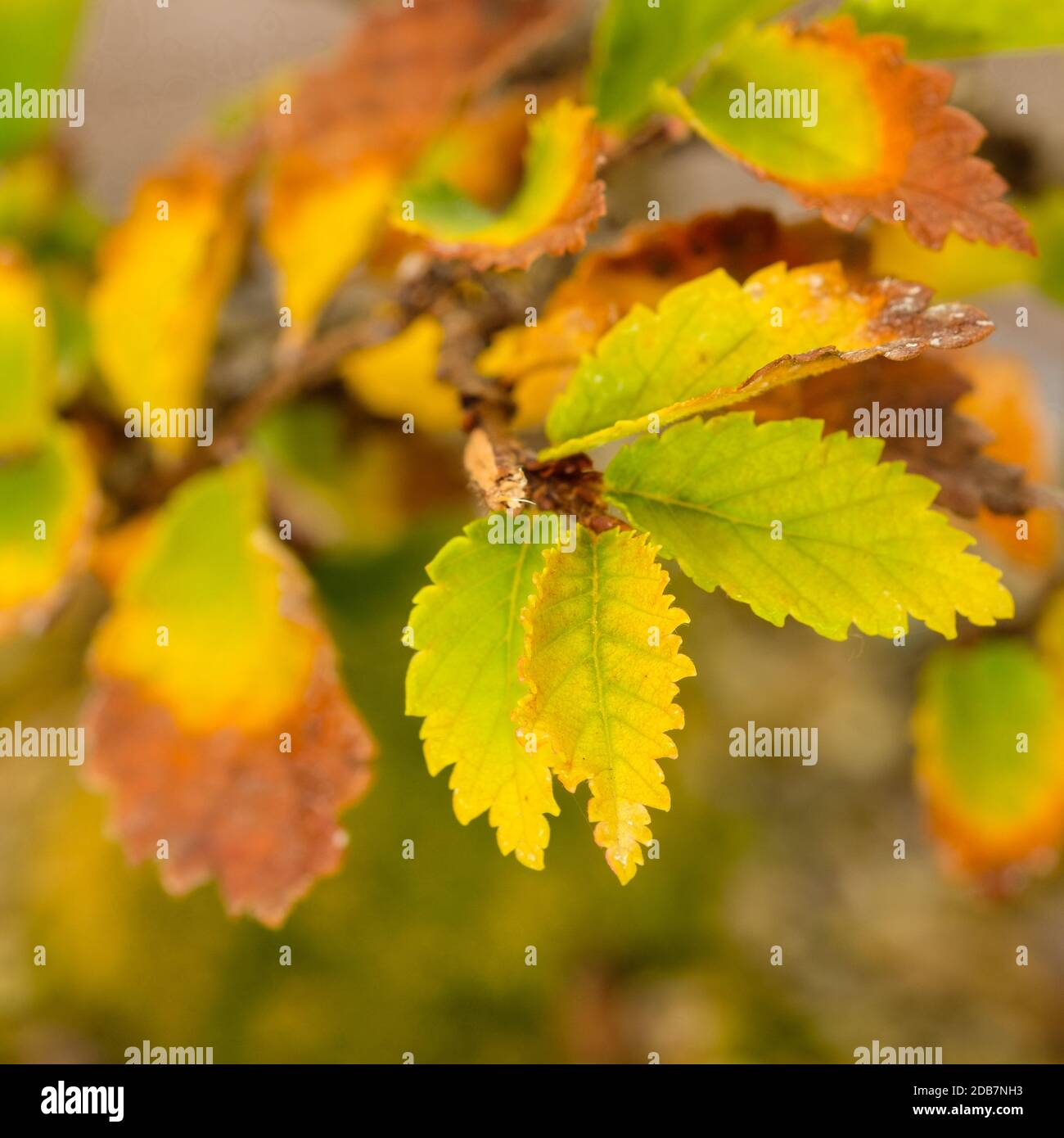 Leaves foliage elm bonsai tree in autumn colouring close-up Stock Photo