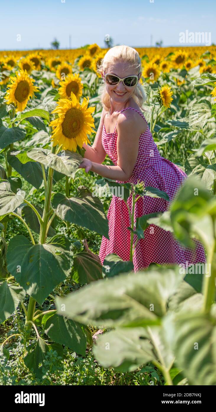 Woman in sunflowers in a red plaid dress with sunglasses, a beautiful blonde in the heat of summer the sun is shining. Stock Photo