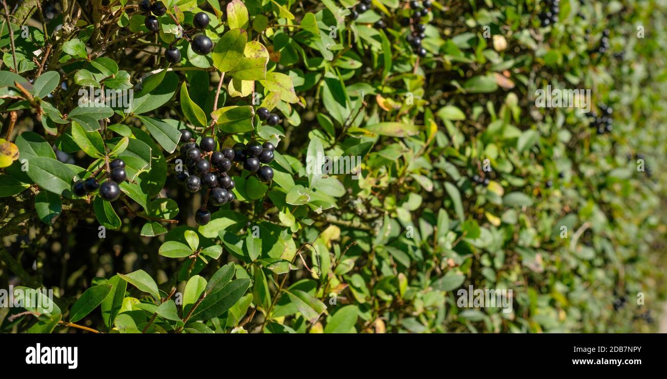 Black berries at a privet (Ligustrum) hedge as close-up Stock ...