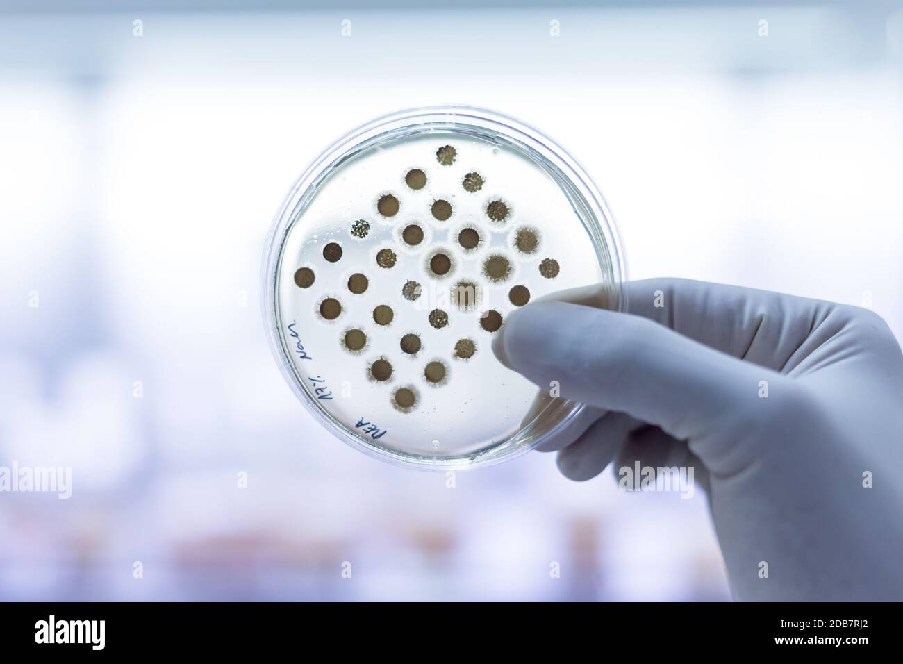 Scientist growing bacteria in petri dishes on agar gel as a part of scientific experiment. Corona virus pandemic concept. Development of virus treatme Stock Photo