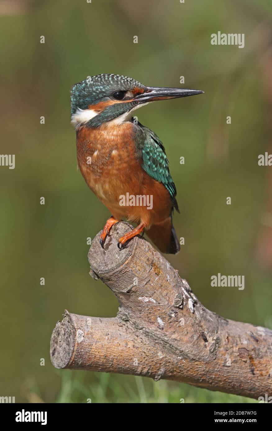 Common Kingfisher (Alcedo atthis ispida) immature perched on cut branch  Eccles-on-Sea, Norfolk, UK     September Stock Photo