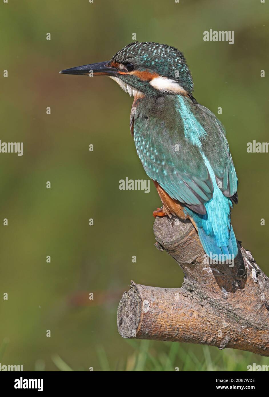 Common Kingfisher (Alcedo atthis ispida) immature perched on cut branch  Eccles-on-Sea, Norfolk, UK     September Stock Photo