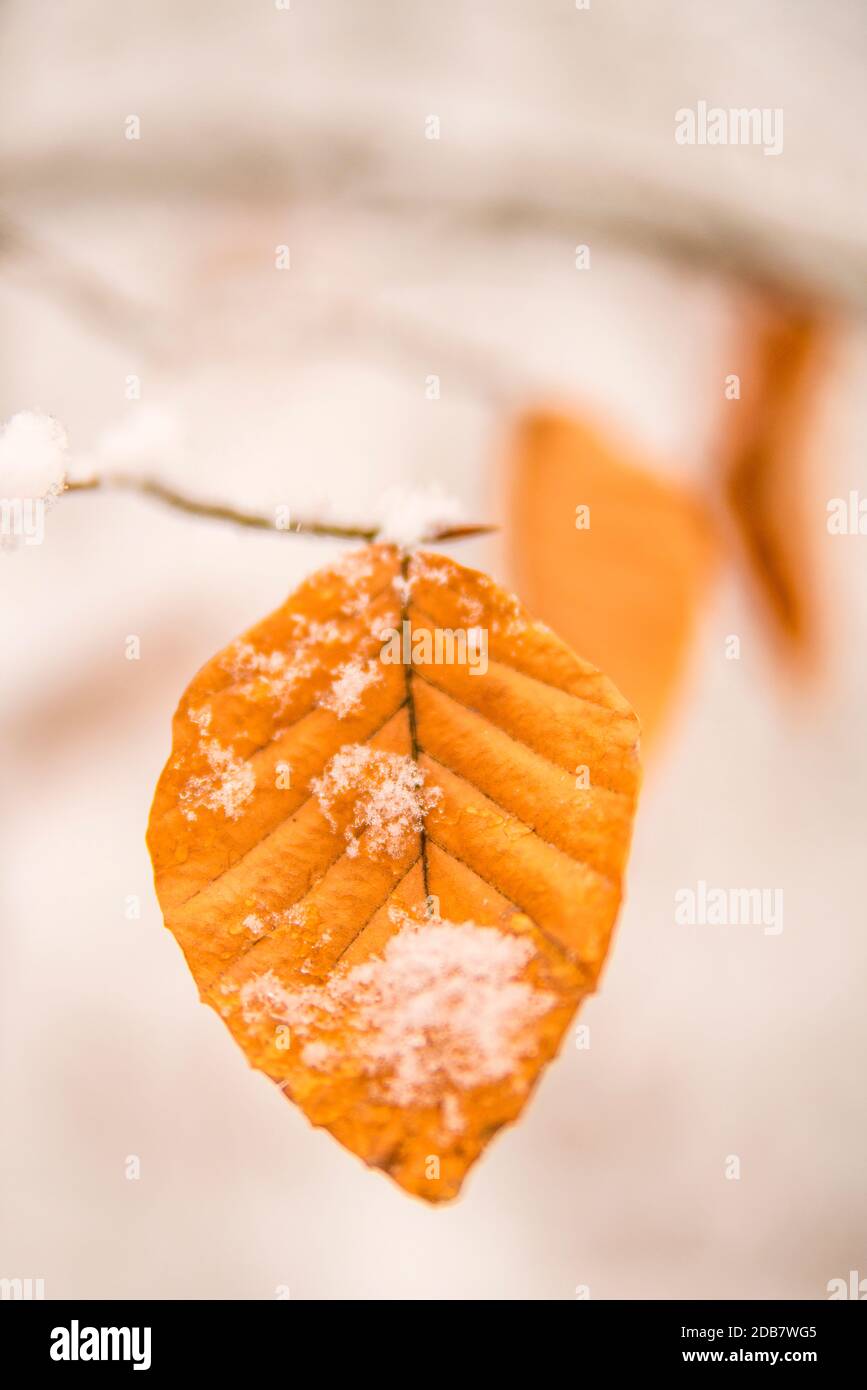Snowhat snowhat on beech leaf Stock Photo - Alamy