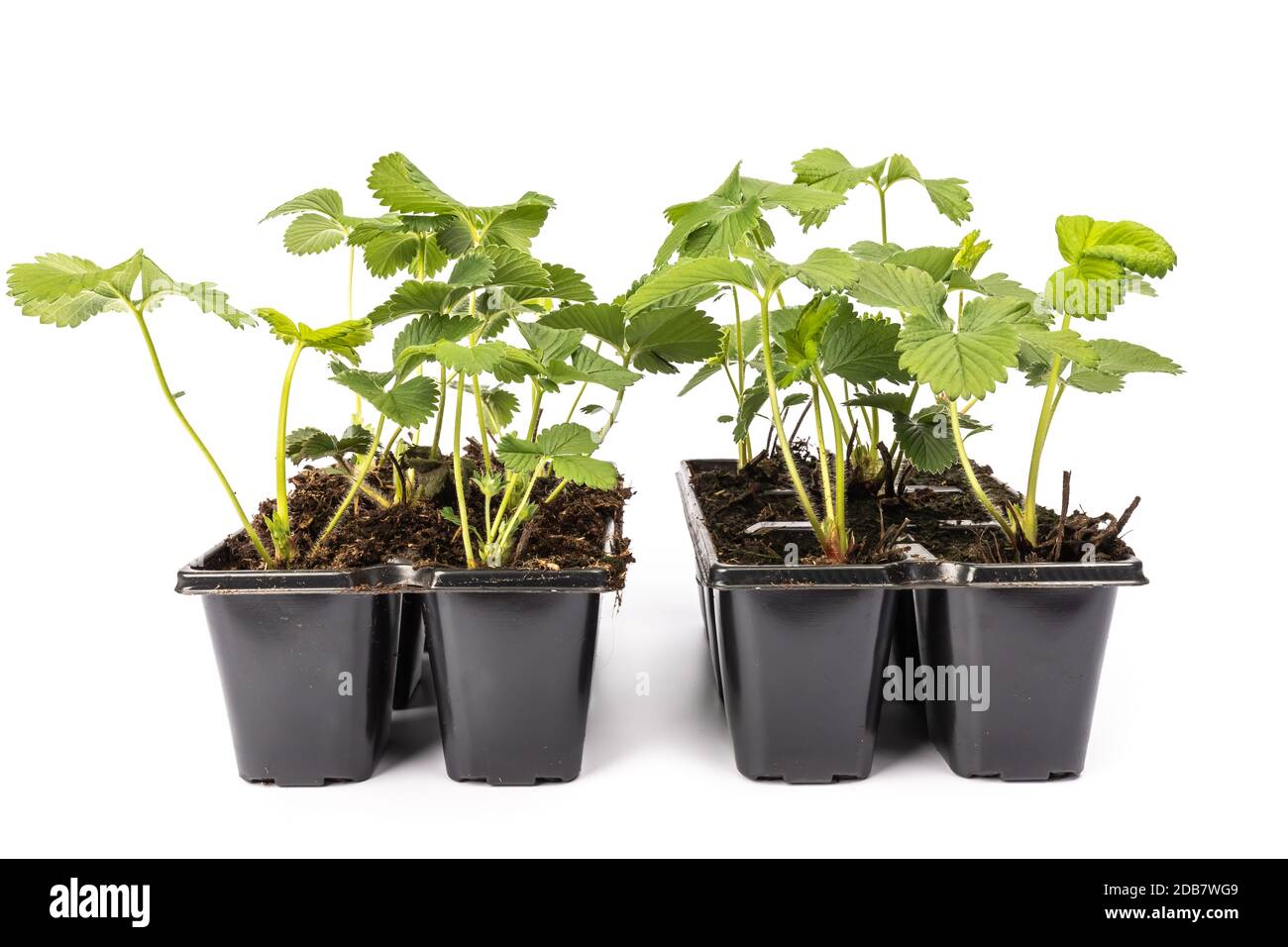 young strawberry plants in pots on white background in studio Stock ...