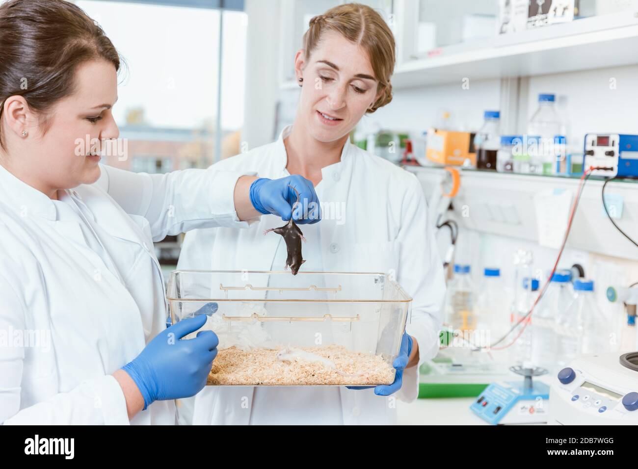 Two female researchers holding a lab rat for experimentation Stock ...