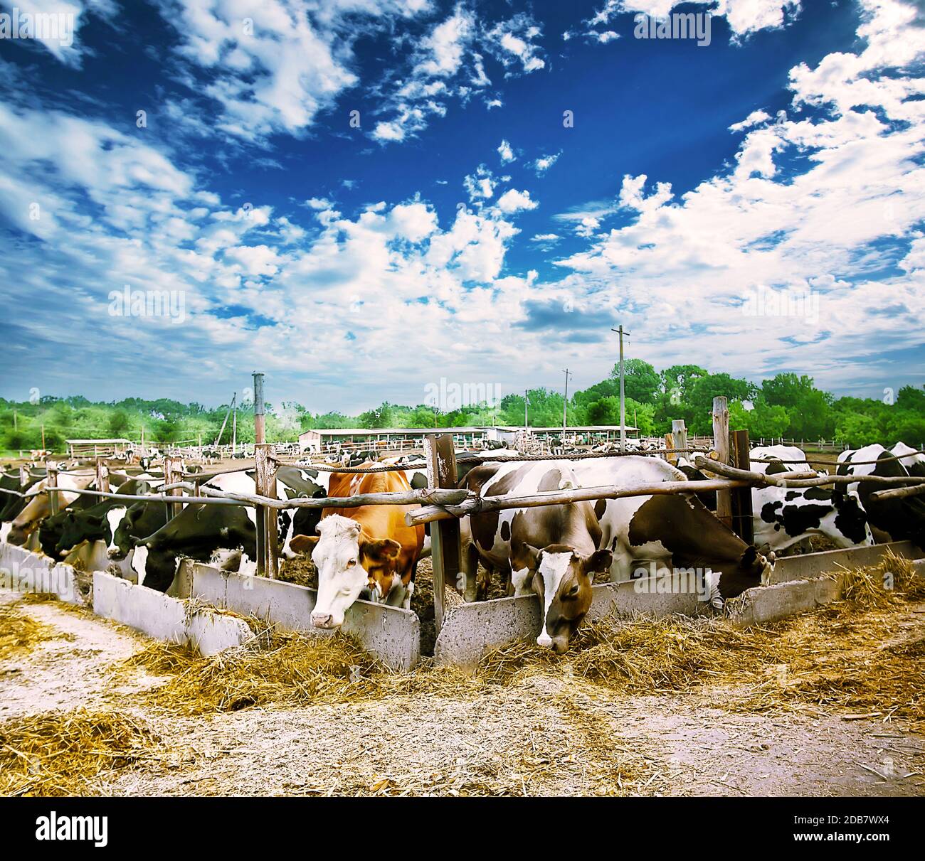 Farm with cows and hay under a cloudy sky Stock Photo - Alamy