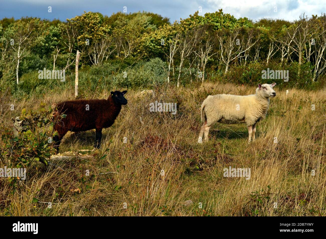 Black sheep and white sheep are staring to the side Stock Photo Alamy