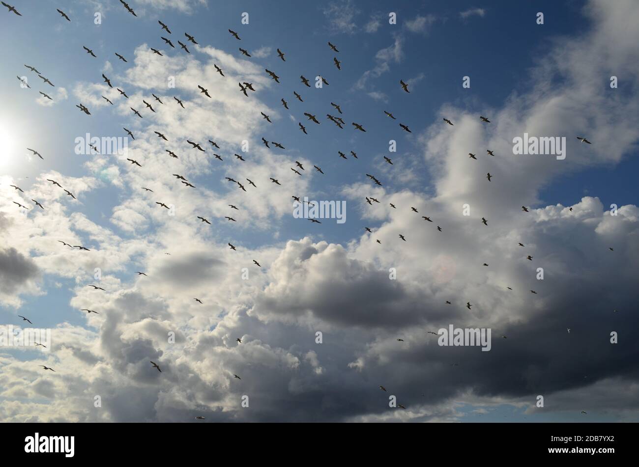 The flock of birds in the cloudy sky Stock Photo - Alamy