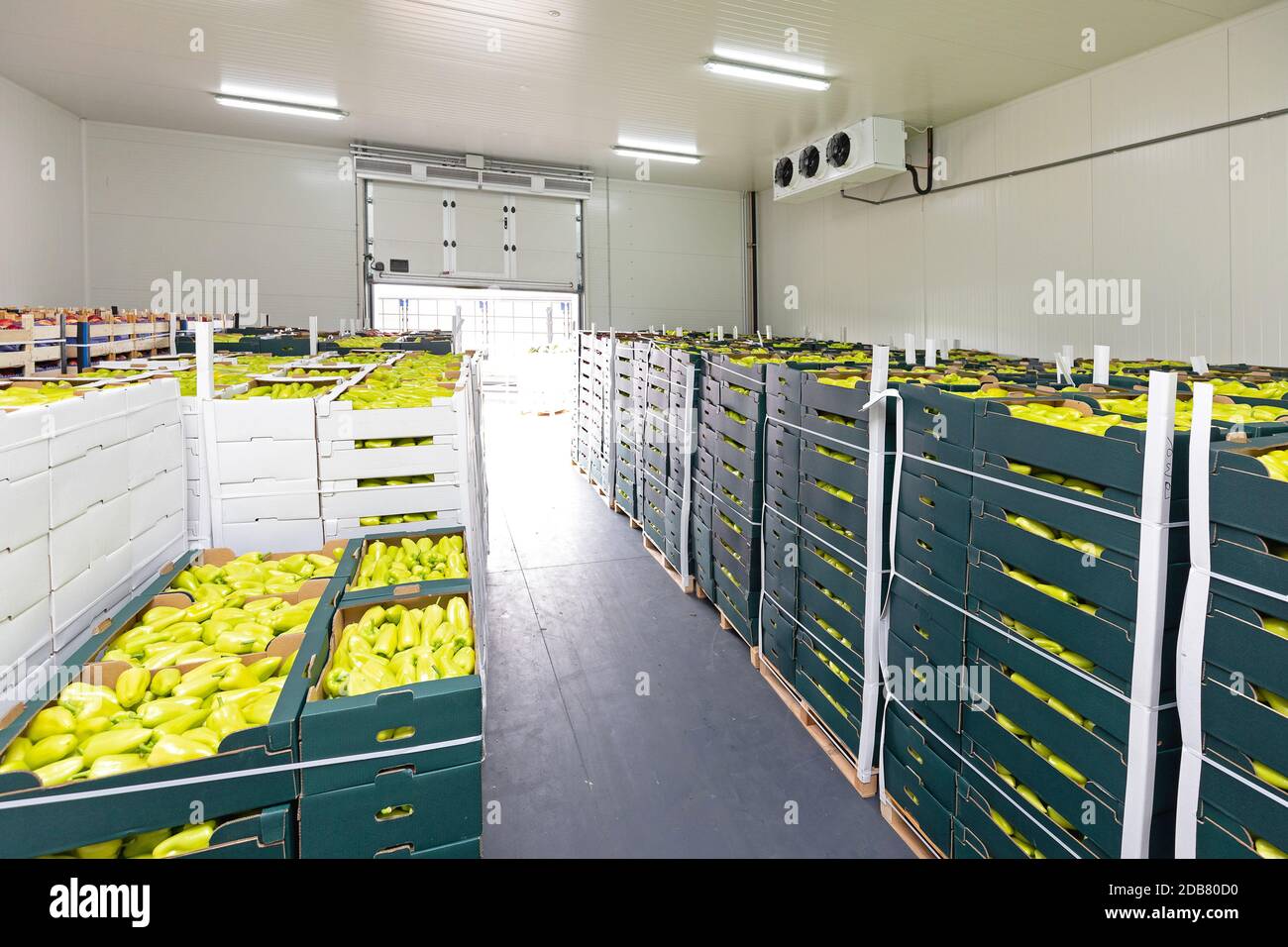 Green Peppers in Boxes Cold Storage Warehouse Stock Photo Alamy