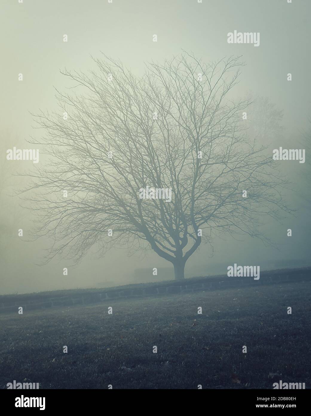 a single tree in fog standing hillside behind a low wall Stock Photo ...