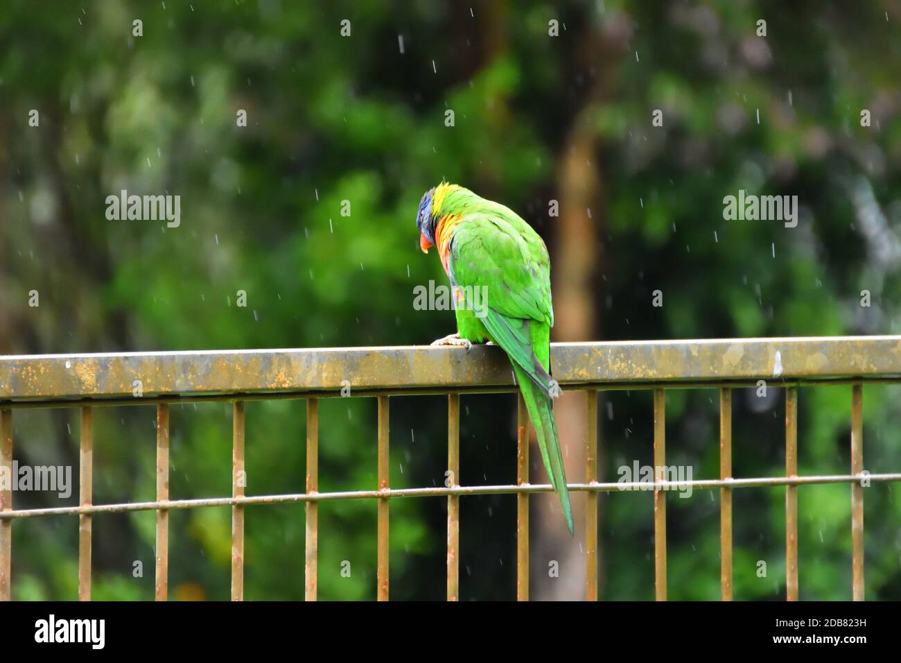 A Rainbow Lorikeet sitting on a fence in the rain Stock Photo