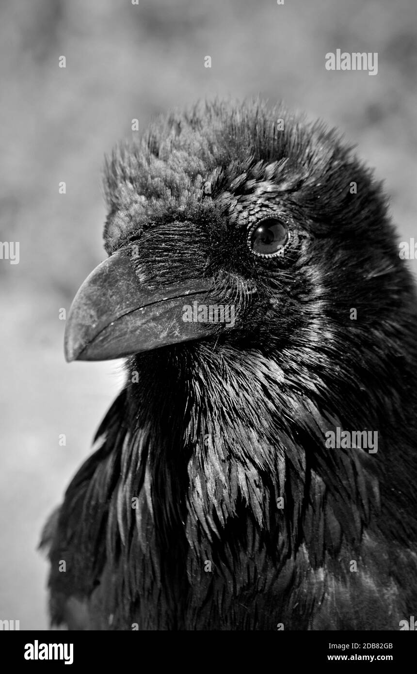 Raven portrait in Black and white, Grand Canyon, United States of America Stock Photo