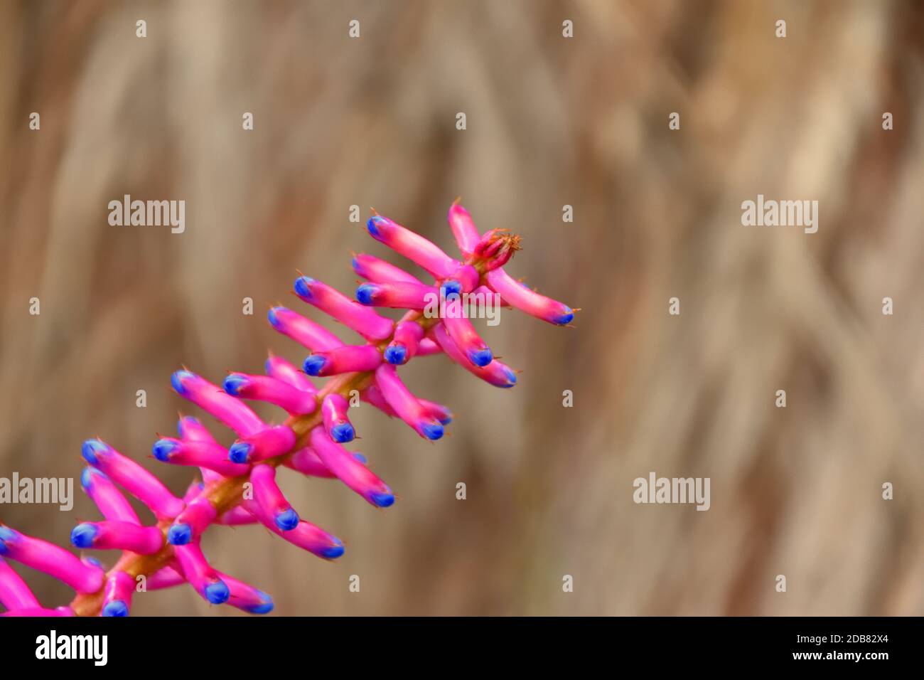 Pink and blue Aechmea flower on a plain background Stock Photo