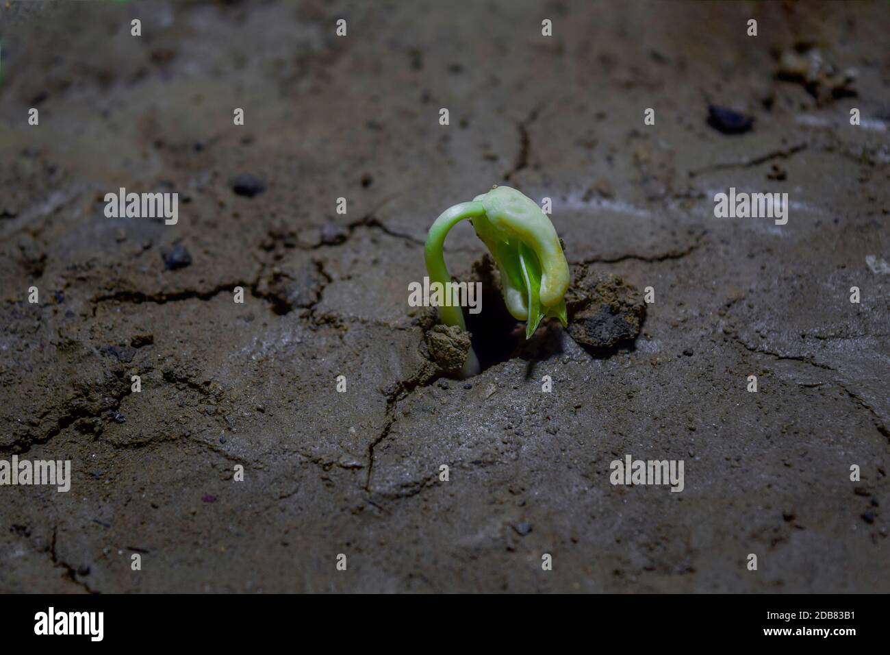 Tree Germinate New life of tree by germination of seedlings Stock Photo - Alamy