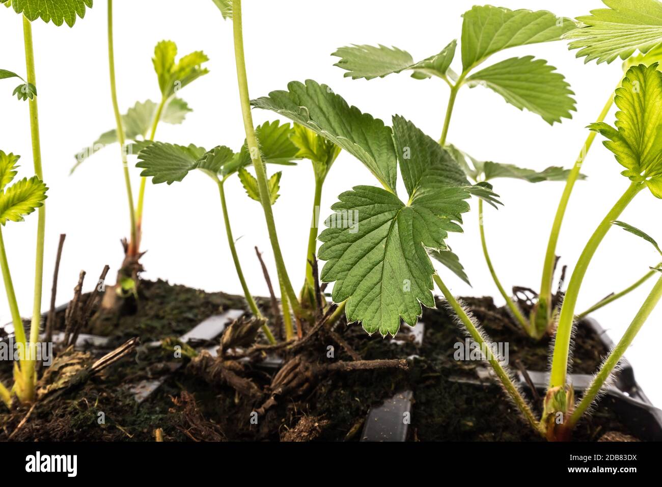 young strawberry plants in pots on white background in studio Stock ...