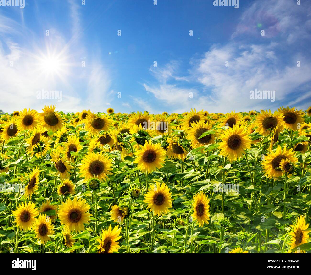 Field of yellow bright sunflowers under sunny skies Stock Photo - Alamy