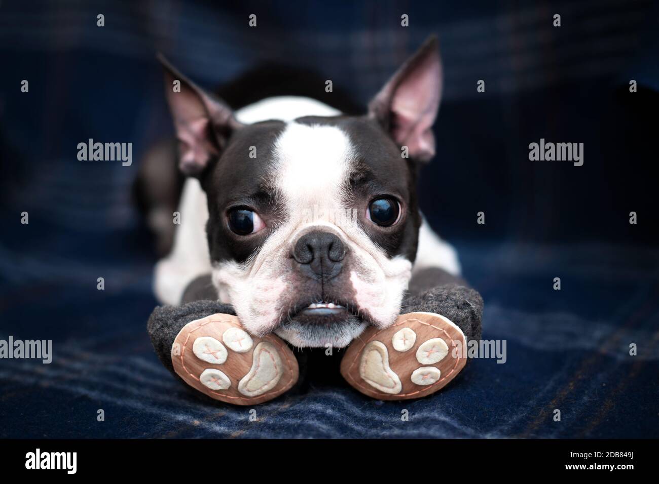 Funny serious dog Boston Terrier in cozy warm handmade boots on the sofa at home. Going for a walk, it's cold outside. Copy space. Stock Photo