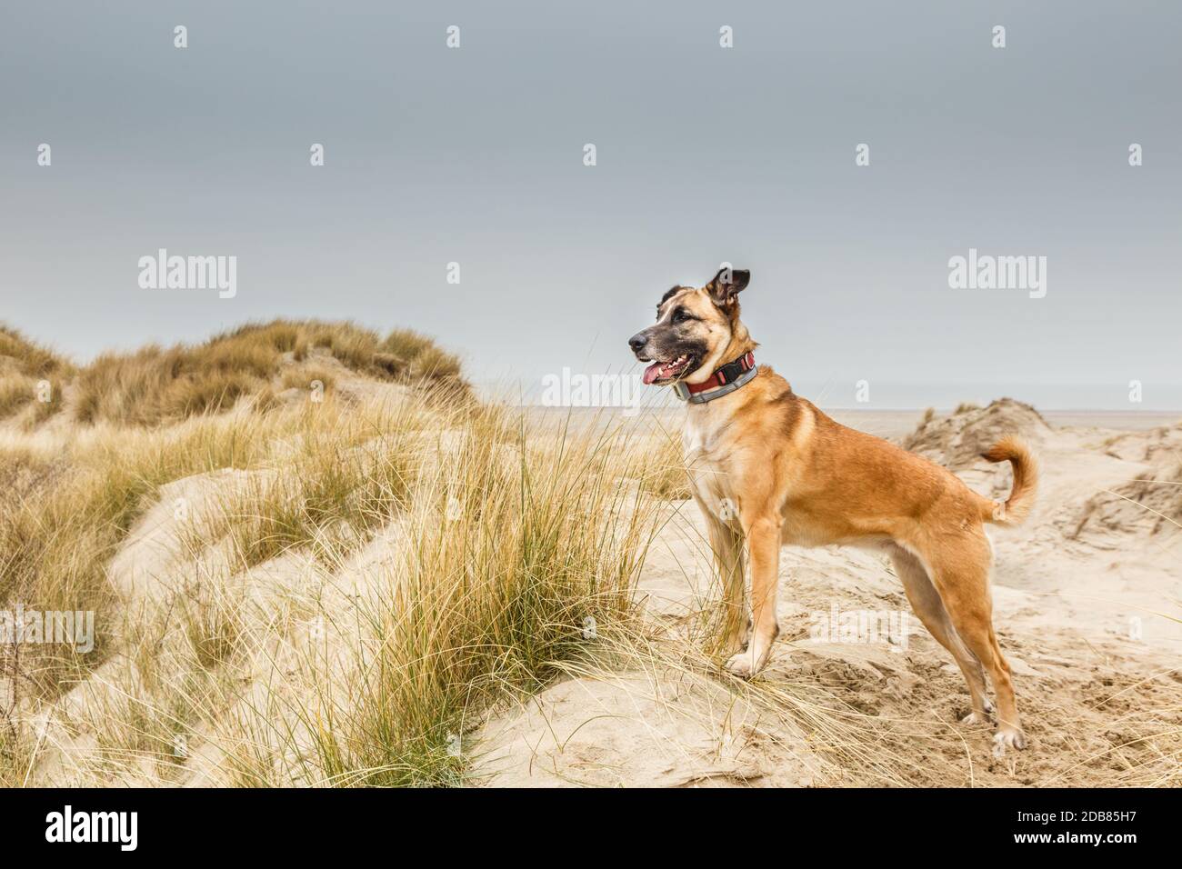 A beautiful Belgian shepherd posing standing in a dune landscape with a proudly raised head and a collar with GPS tracker around her neck  looking fro Stock Photo