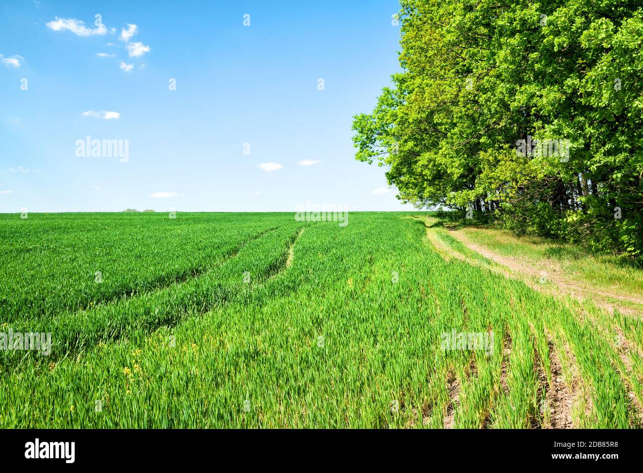 Country road in a field near the green tree day Stock Photo - Alamy