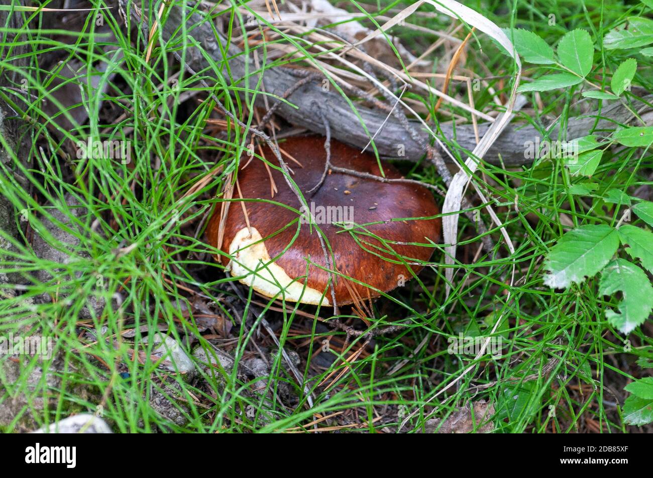 Edible mushroom among the grass Stock Photo