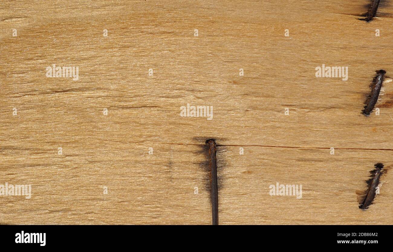 Staples Texture light brown wood texture with rusty metal staples useful as a ...