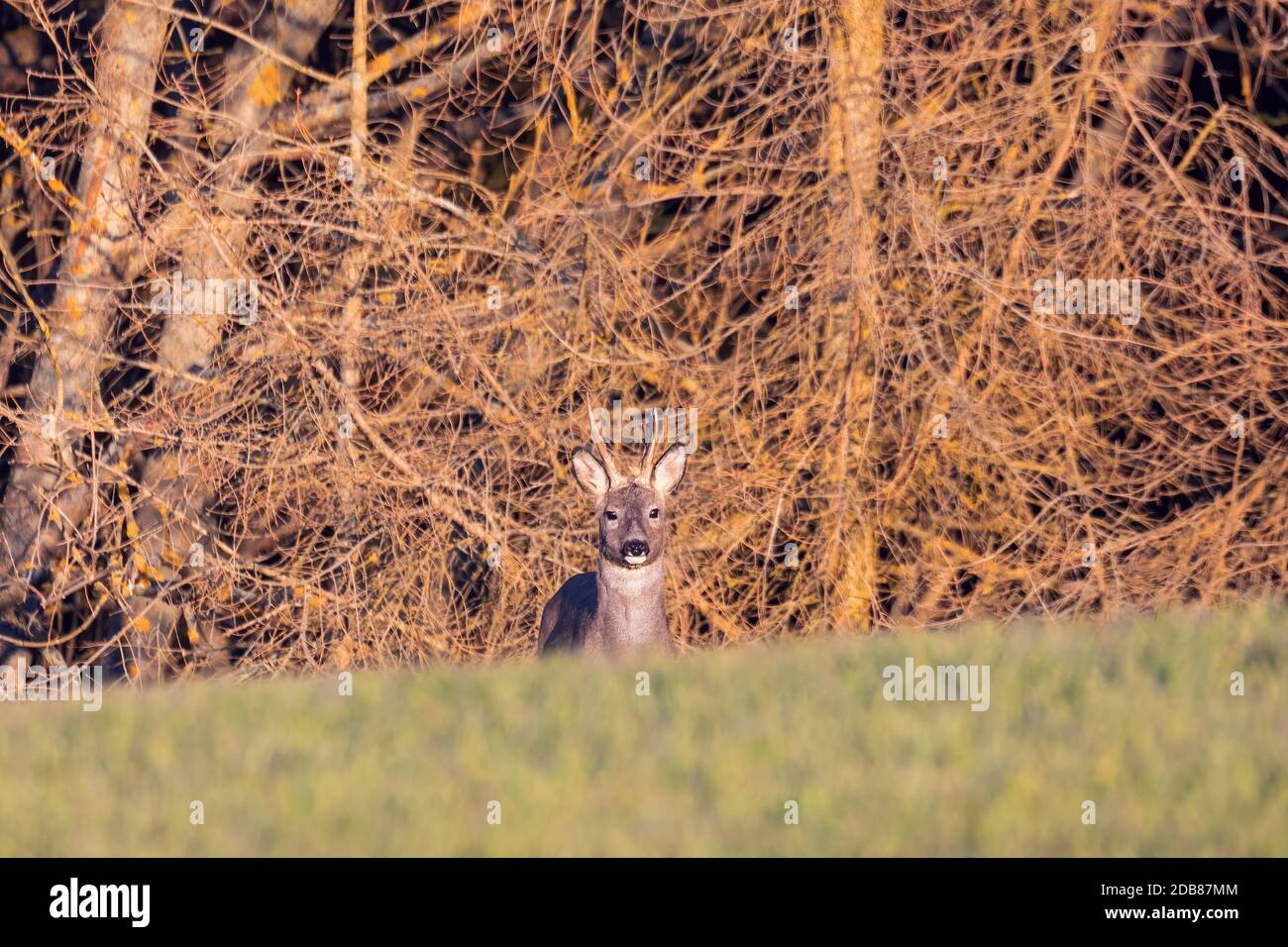 male of European roe deer (Capreolus capreolus), grazes on a green meadow behing woodland atacked by bark beatle. Czech Republic Europe wildlife Stock Photo