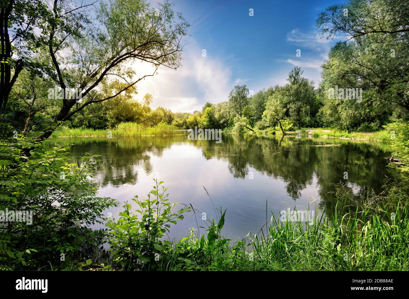 Lake With Reeds Lake with reeds and trees on the beach under the sunny sky Stock Photo ...