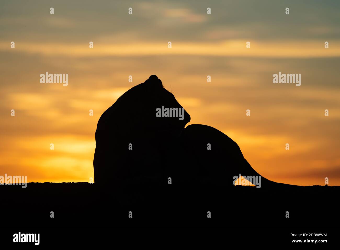 Silhouette of lioness turning head at dawn Stock Photo