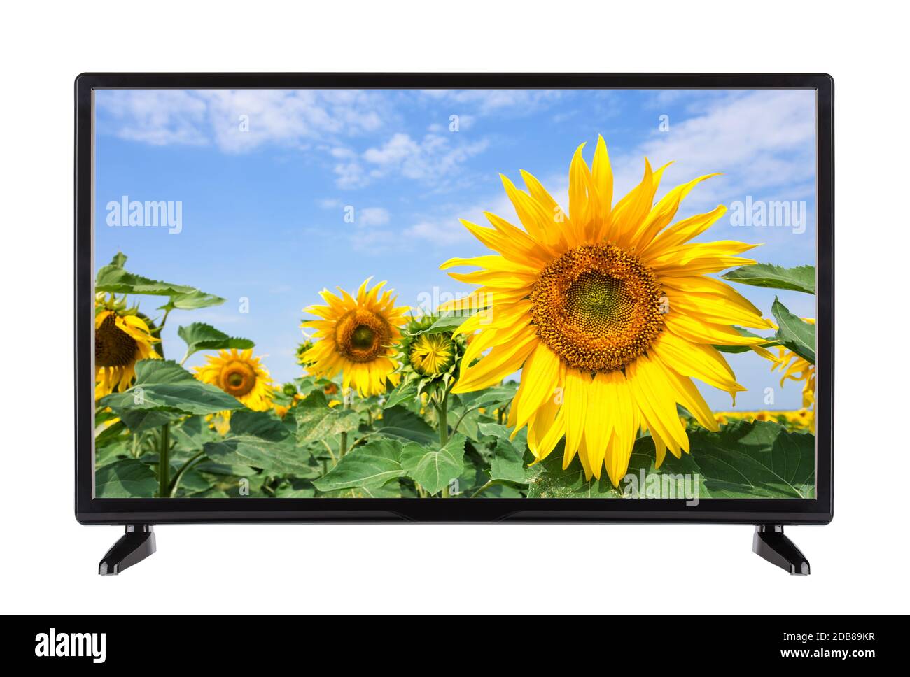 Flat modern TV with sunflower on the screen. Isolated on white. Stock Photo