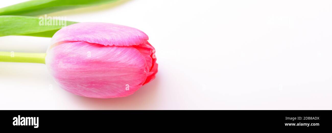 Single flower tulip pink on white background Stock Photo - Alamy