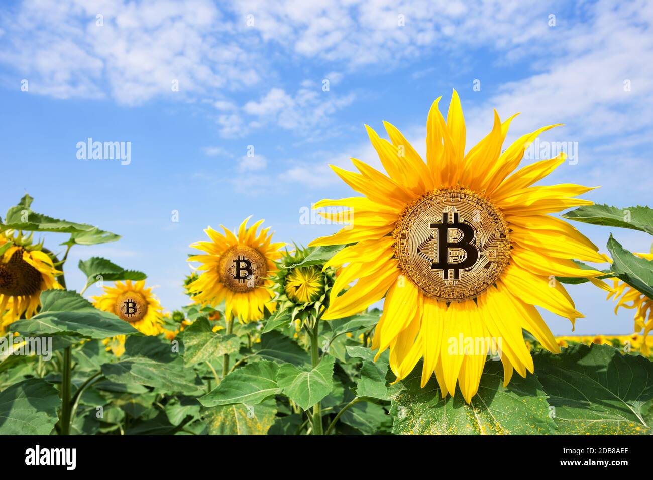 Bitcoin in the flowers of sunflower. A symbol of a new era of crypto  currency. The concept of growth rate bitcoin Stock Photo - Alamy