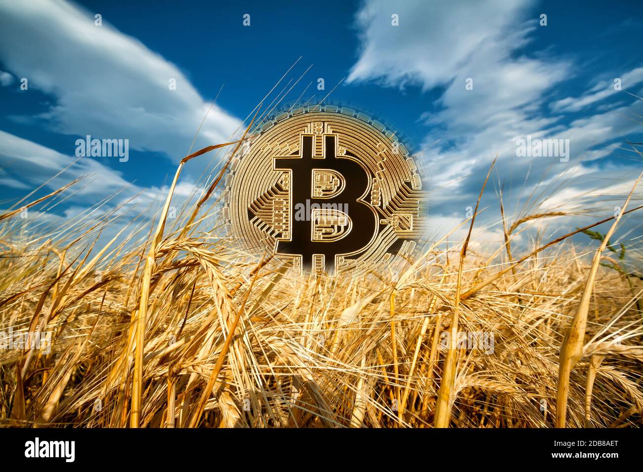 Bitcoin rising from ripe ears of wheat. Gold bitcoin rising from the  ripened wheat ears under the blue sky. The concept of a new era of bitcoin  Stock Photo - Alamy