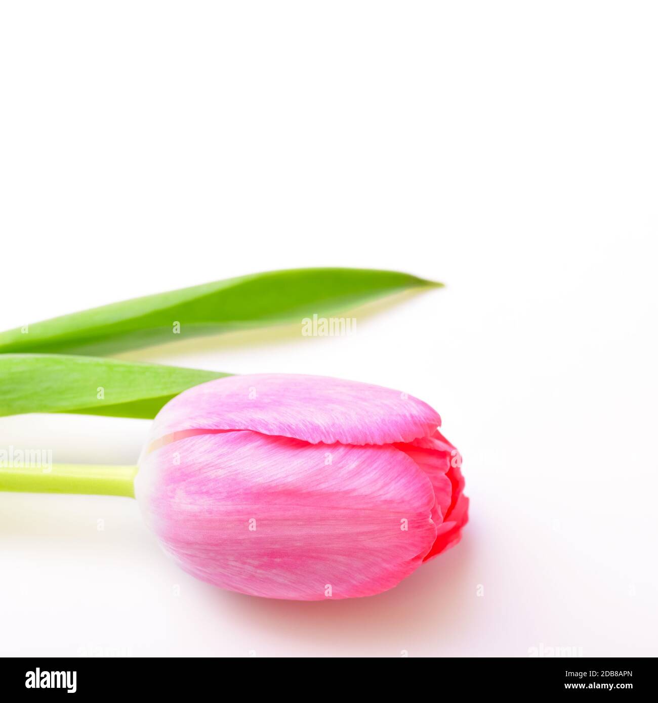 Single flower tulip pink on white background Stock Photo - Alamy