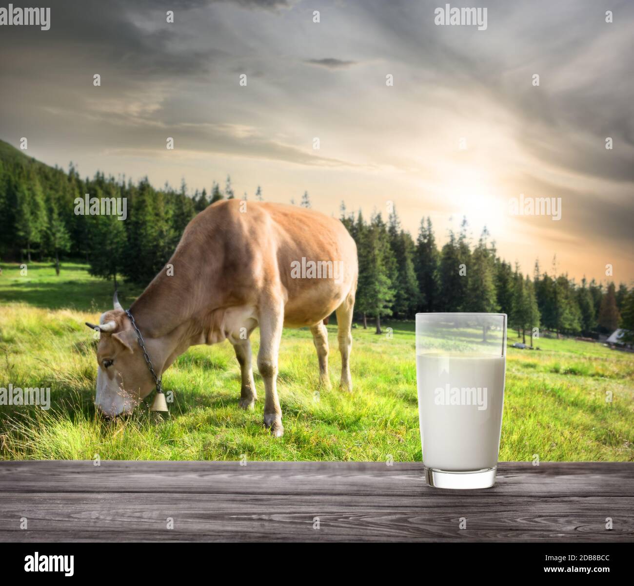 Glass of milk against background of beige cow on mountain pasture. The ...